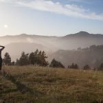 Man looking out from field towards foggy coastline at Jenner Headlands