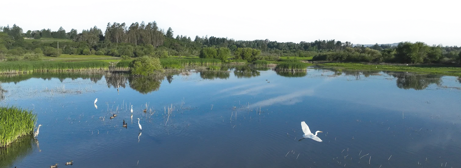 a laguna with white birds