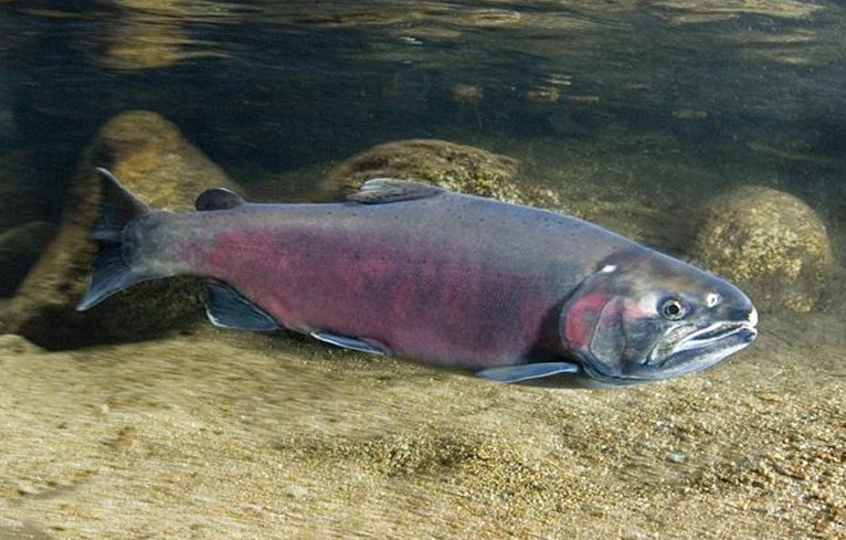 Coho Salmon