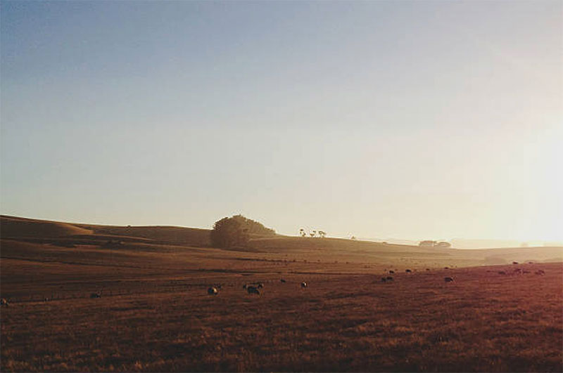 A pasture at sunset