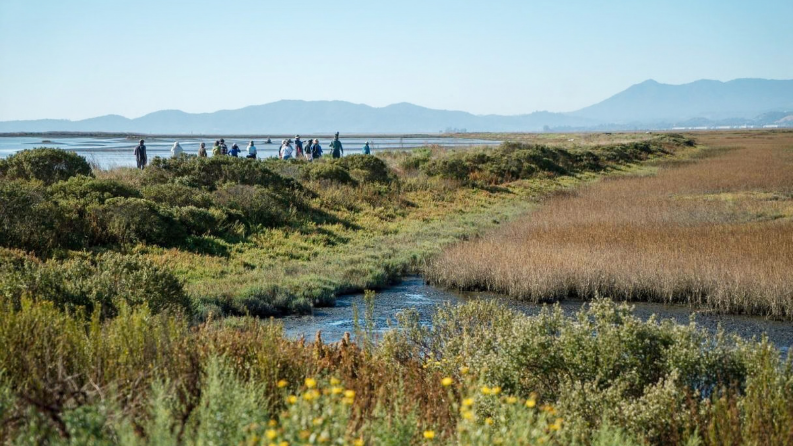 Marsh Restoration on the Bay