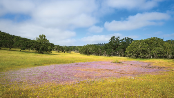 Open field of wildflowers and grasslands. Oak trees in background. Blue skies with clouds
