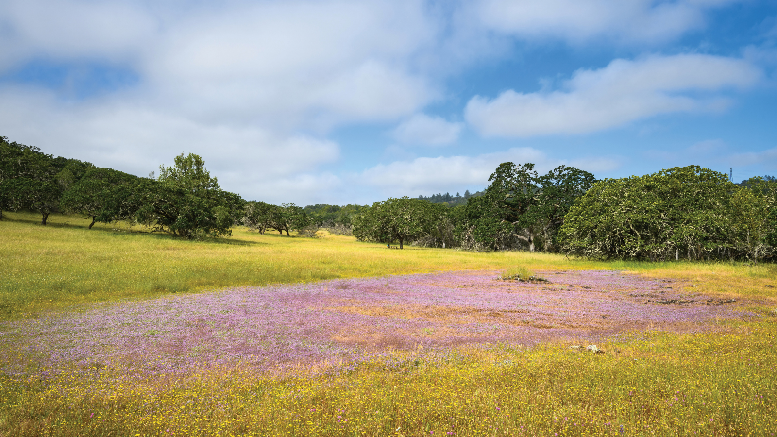 Spring Wildflowers at Sonoma Mountain Vernal Pools