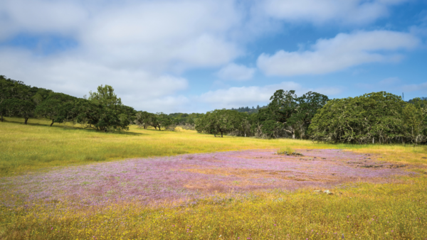 Wildflowers in foreground of grassy meadow with oak trees in the background.