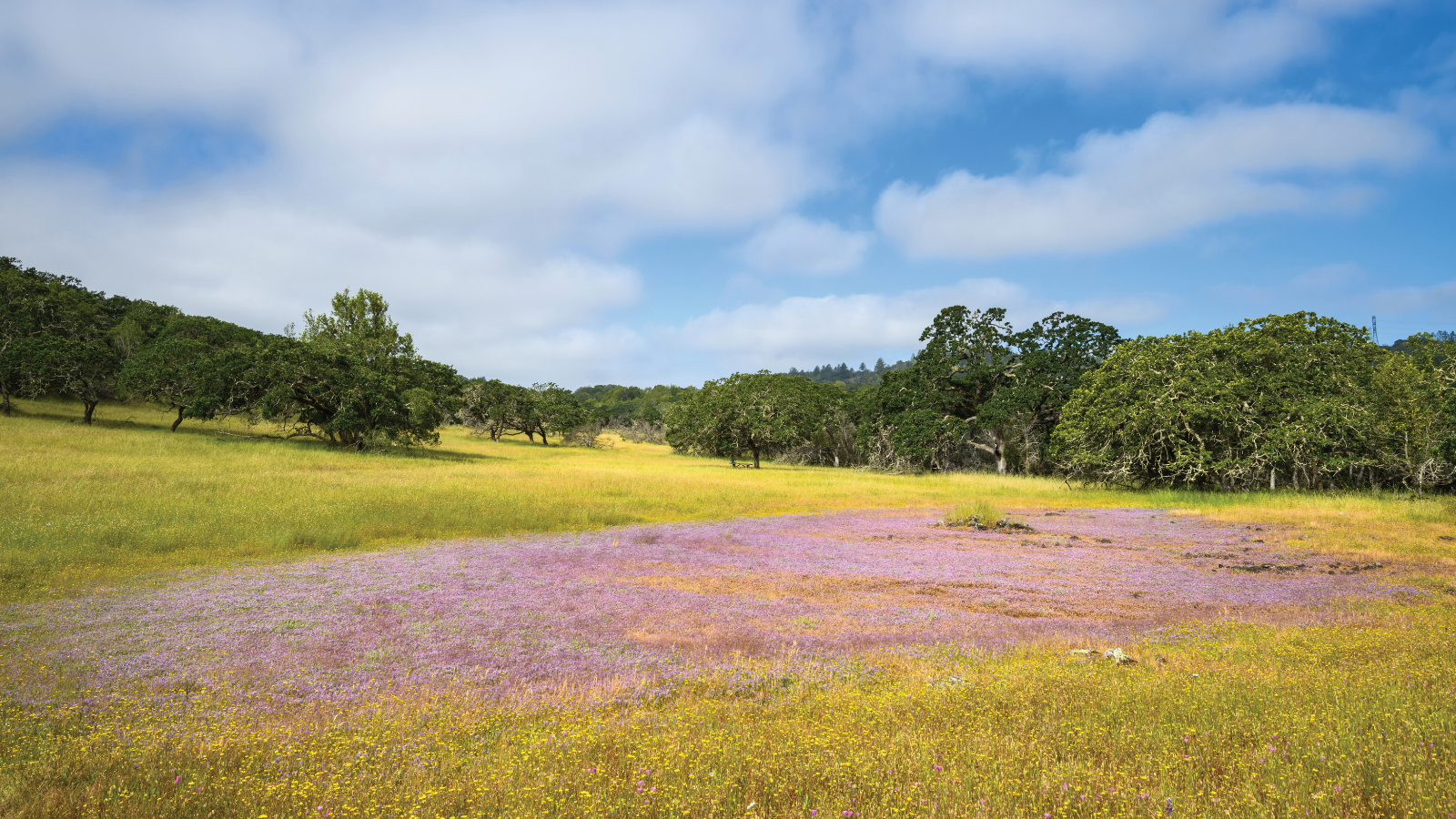 Spring Wildflowers at Sonoma Mountain Vernal Pools