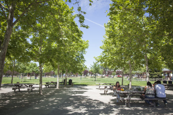People sitting at picnic tables under trees.